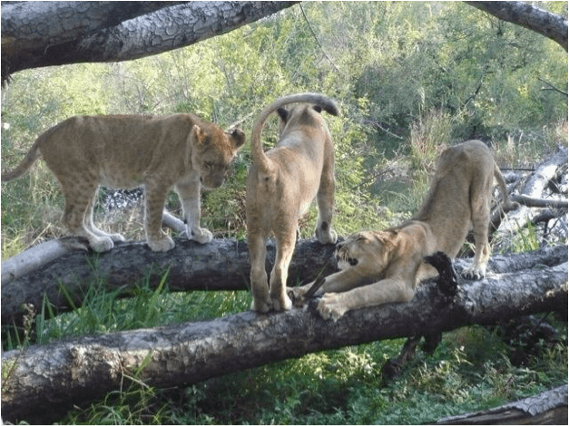 lionn in tree