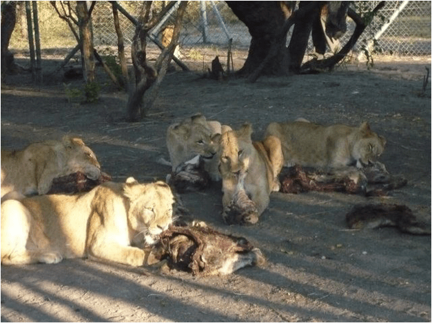 lions eating 4