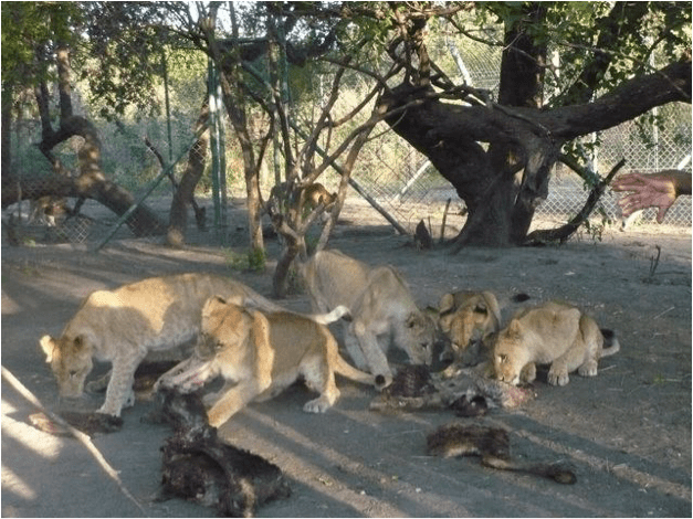 lions eating