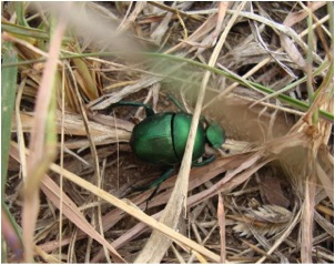 Green bug