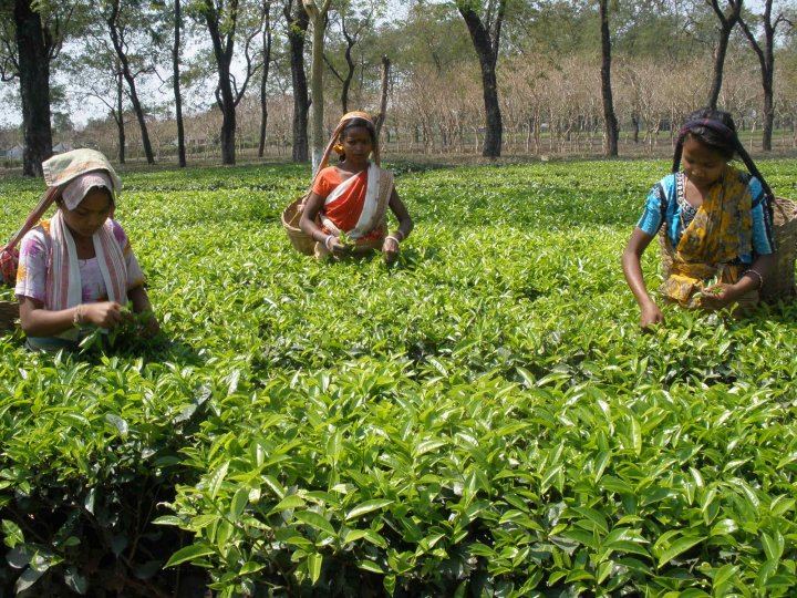 assam-tea-garden-Wallpaper