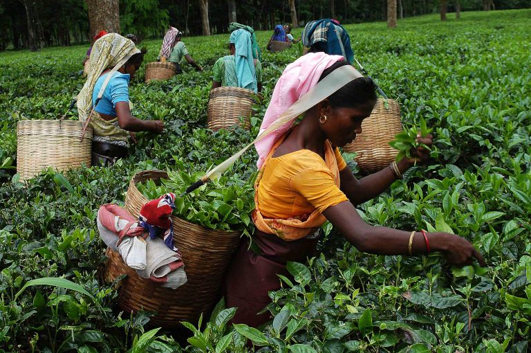 Pix-Tea Garden-4-----Caption : Women tea labourers are plucking tea-leaves from a teagarden of Eastern Indian State Assam. Pix-Shib Shankar Chatterjee.