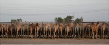 camels 1