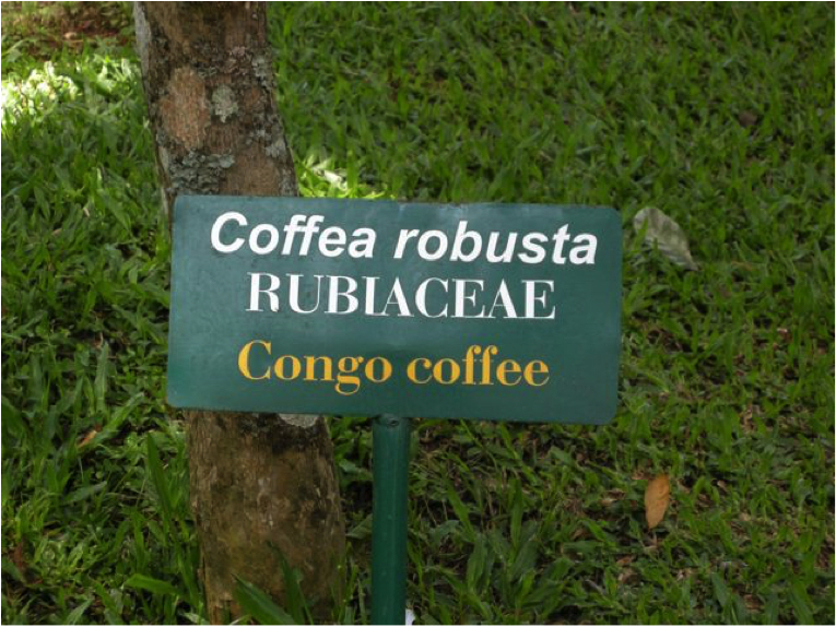 congo coffee