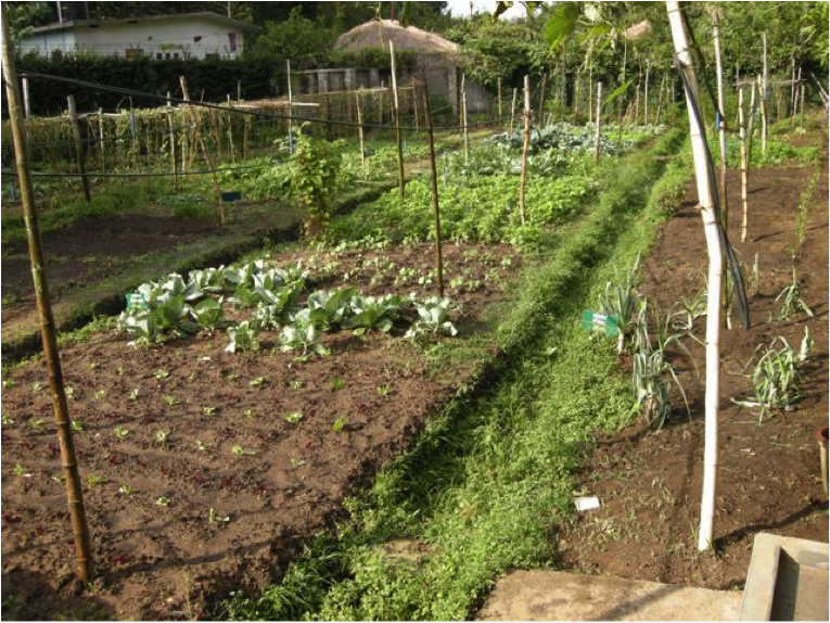 garden 3