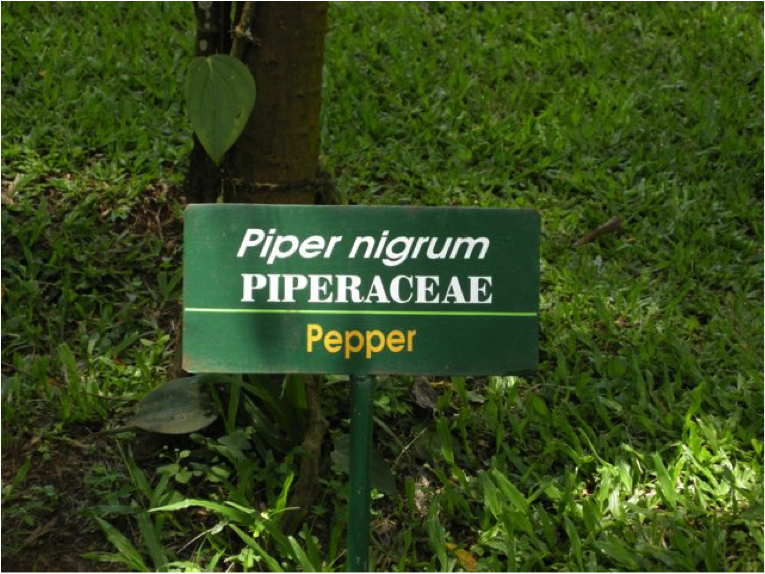 pepper