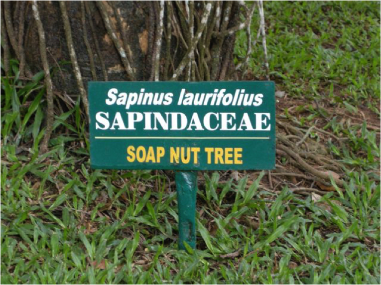 soap nut tree