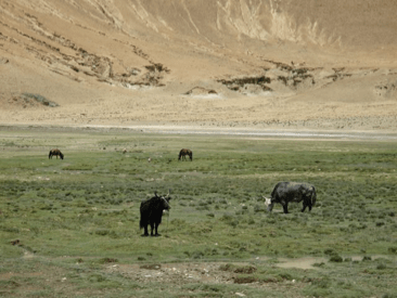 Mt. Qomolangma 10 - Copy