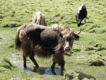 Mt. Qomolangma 14 - Copy