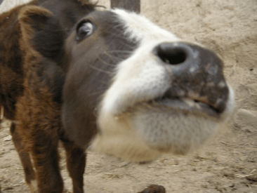 Mt. Qomolangma 81 - Copy