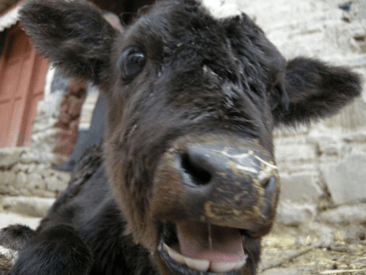 Mt. Qomolangma 82 - Copy