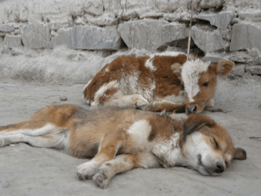 Mt. Qomolangma 84 - Copy