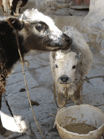 Mt. Qomolangma 85 - Copy