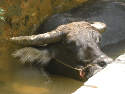 China_A River Runs 96