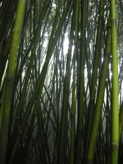 China_Still Standing 74