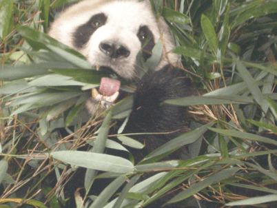 China_Still Standing 76