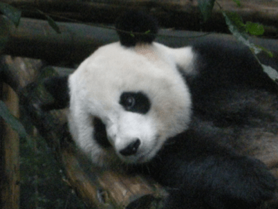 China_Still Standing 78