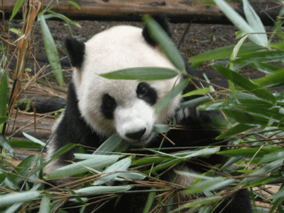 China_Still Standing 81