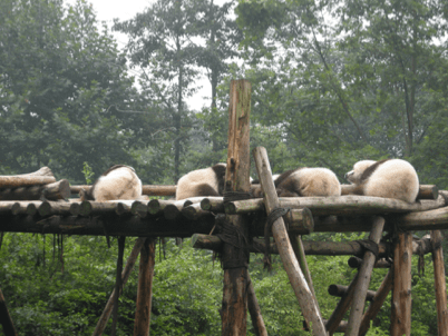 China_Still Standing 83