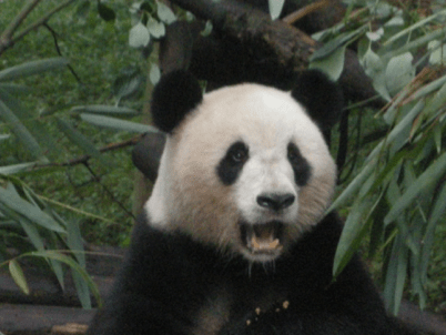 China_Still Standing 84