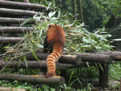 China_Still Standing 88