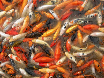 China_Still Standing 92