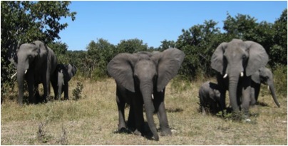 3 elephants