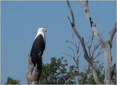 african fish eagle