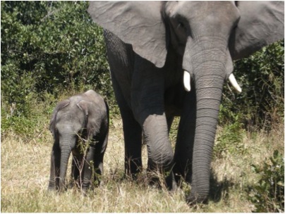 elephant and baby