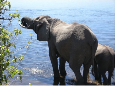 elephant at water