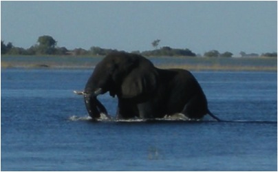 elephant swim