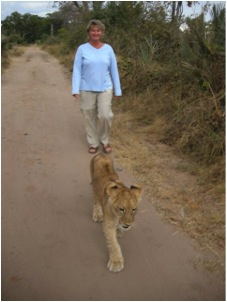 me walking lion