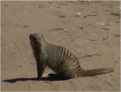 mongoose 2