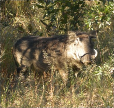 warthog