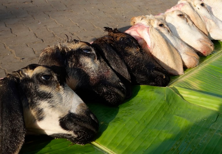 goat heads