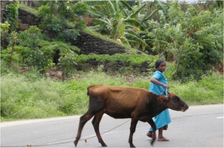 cow on road