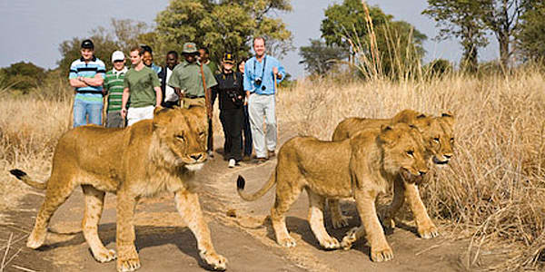 Lion Encounter